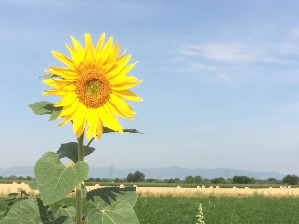 Alte Heimat Daire Schwegenheim Dış mekan fotoğraf
